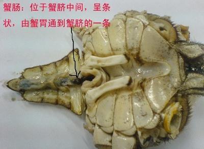 螃蟹有四个部位万万吃不得,很多人不知不觉,已经吃了