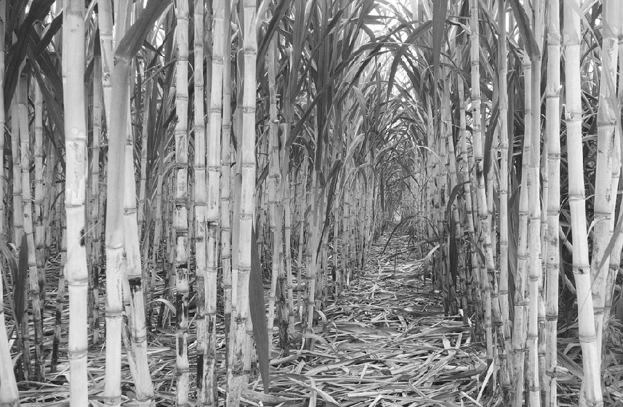 白糖保险+期货富宁试点第二单落地|期货|保险