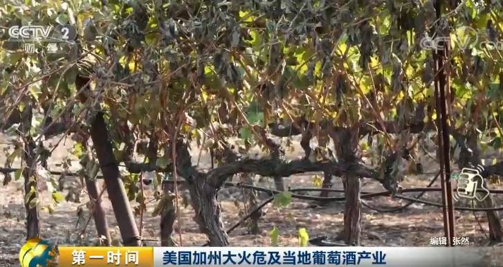 美国正遭受空前劫难 一个“纽约”已被彻底夷平