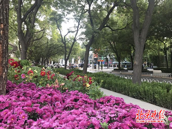 北京晚报 图