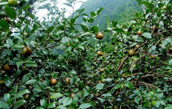 好消息!湖南这20个贫困县的特色产业将获重点