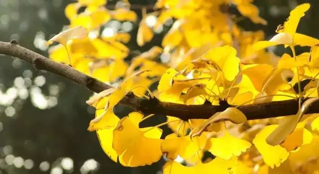 沈阳农大的银杏已经黄了,你来不?20大赏叶地图