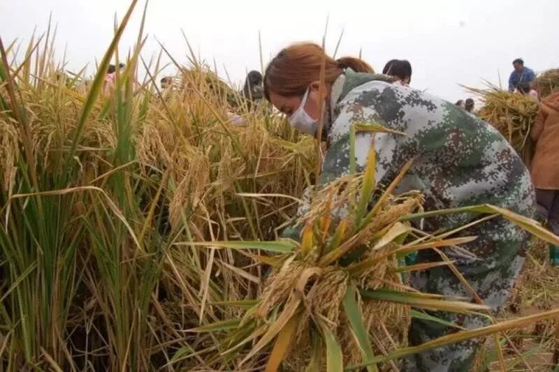 厉害了!河北这块稻田创造了世界纪录!袁隆平都