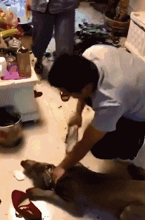 爆笑gif趣图:放开我,别动手,先听我解释啊!