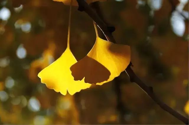 沈阳农大的银杏已经黄了,你来不?20大赏叶地图