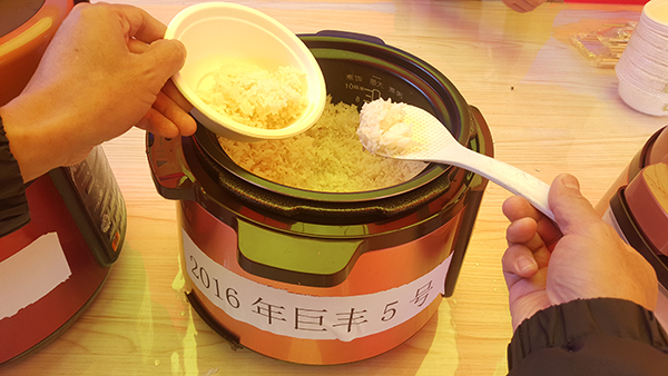 巨型杂交稻“巨丰5号”。