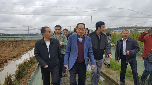 10月16日,袁隆平来到长沙县金井镇的巨型稻试验基地参观。 本文图均为 受访者供图