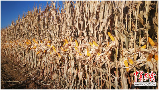 1517.11公斤!我国玉米亩产纪录刷新|玉米|示范