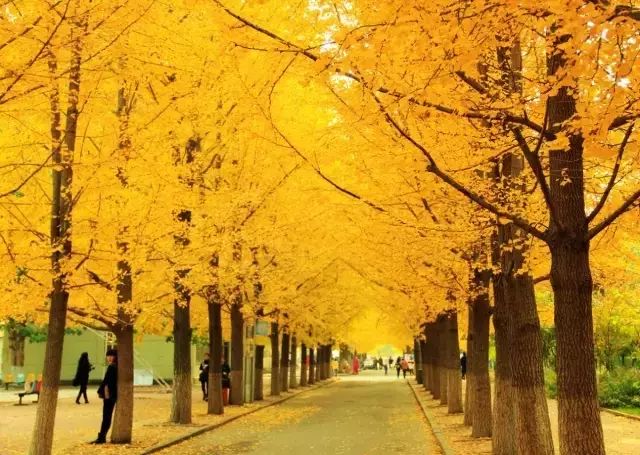 沈阳农大的银杏已经黄了,你来不?20大赏叶地图