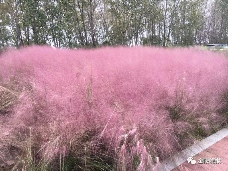 目测要火!南京江心洲西岸惊现一大片粉红花海