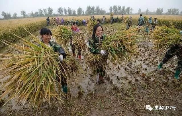  ▲工作人员在收获超级杂交水稻。    图片来自网络