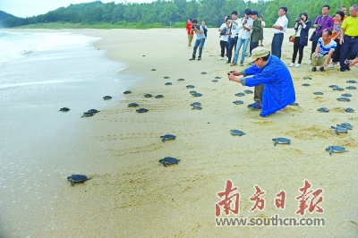 大海!我们来了|海龟|余嘉|绿海龟_新浪新闻