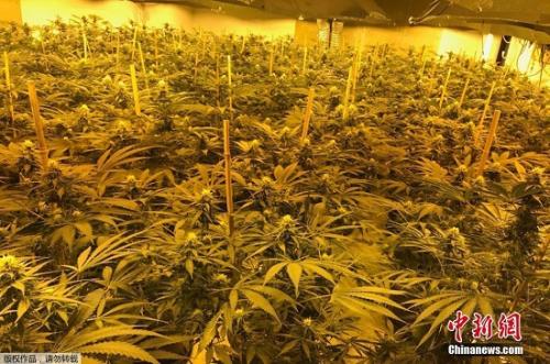 资料图:大麻种植地。