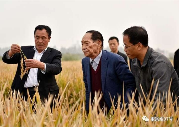 ▲“杂交水稻之父”袁隆平在邯郸永年超级杂交水稻百亩树模田检察超级杂交水稻。 图片来自网络
