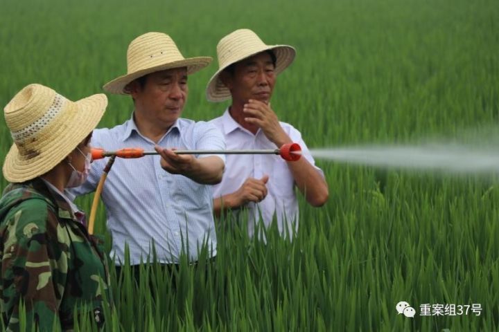 ▲农科院团队在检察水稻长势。 河北硅谷农科院供图