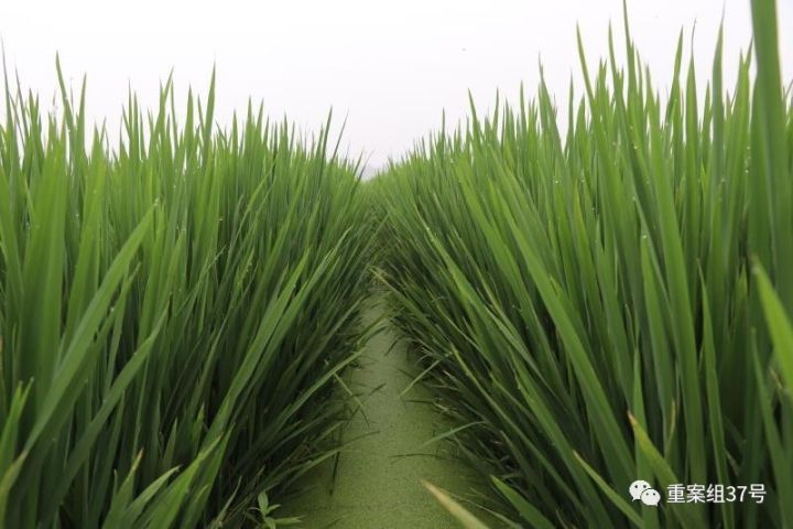 河北硅谷农科院莳植水稻的“旱栽苗”。 河北硅谷农科院供图