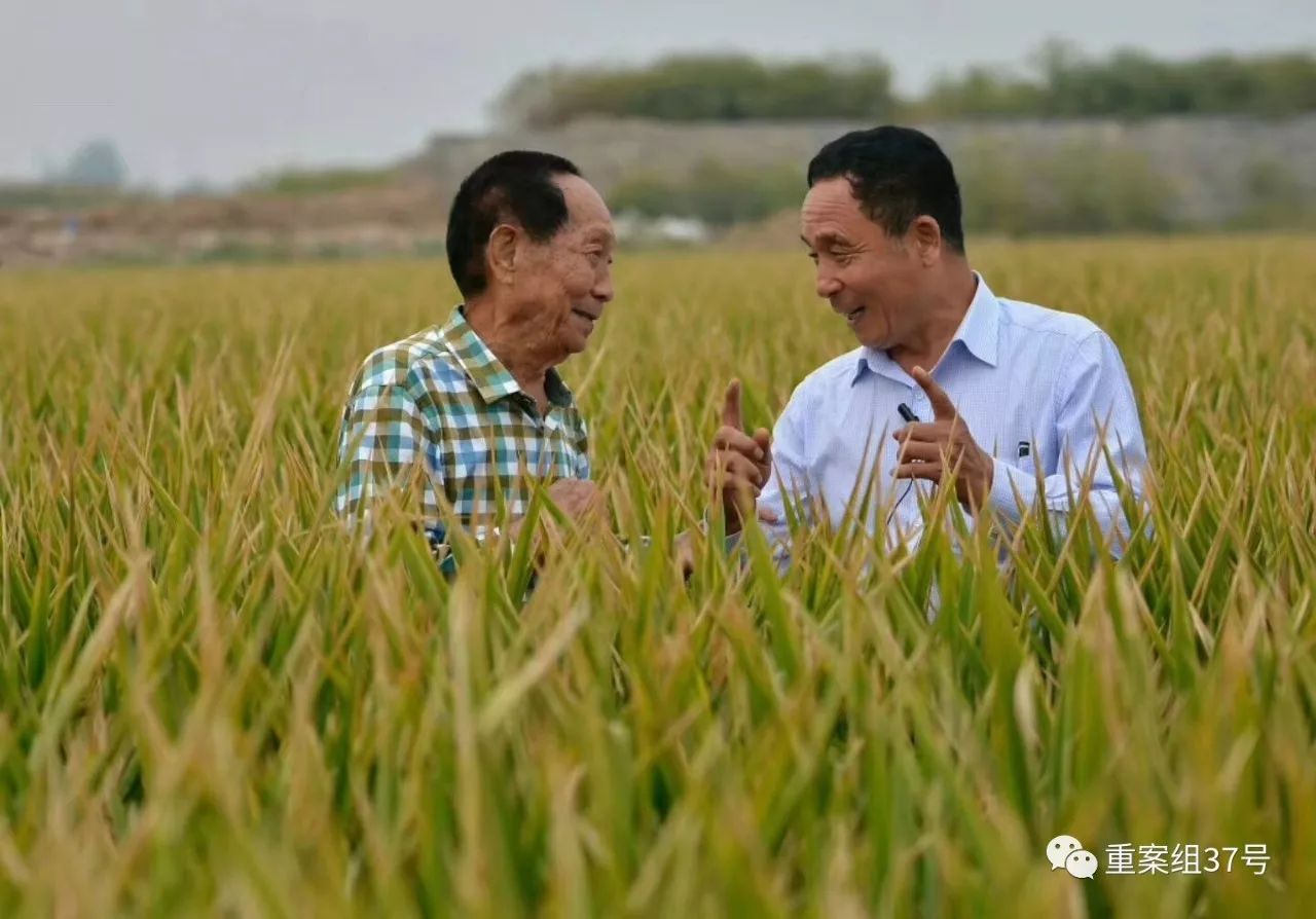 杂交水稻亩产再刷纪录 袁隆平团队怎么做到的