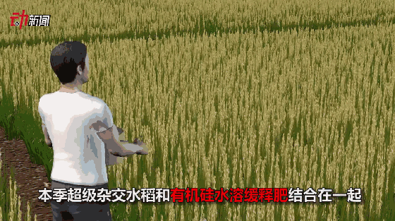 袁隆平超级杂交稻再创世界纪录,3d揭为何产量高?