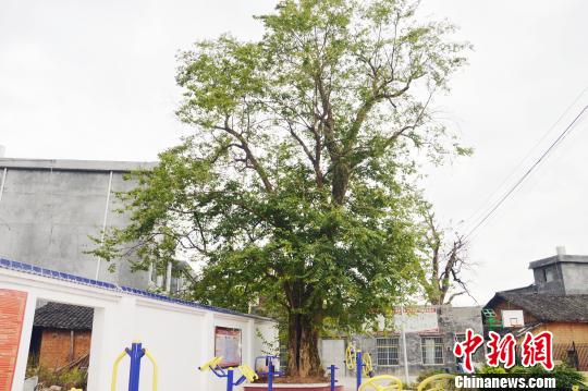 湖南发现宋朝时期珍稀青檀树 树龄近千岁