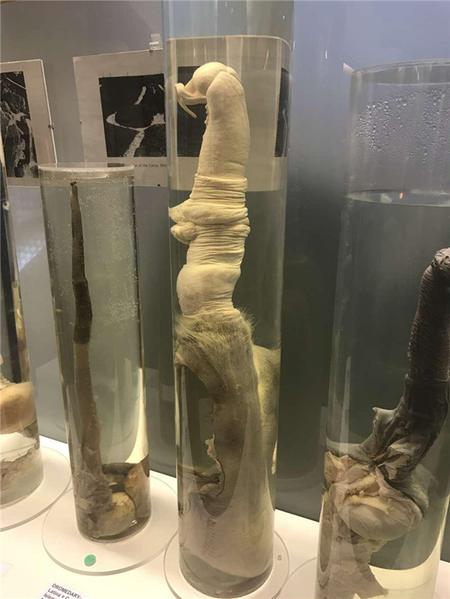 这个博物馆有点“污”,里面都是动物的丁丁