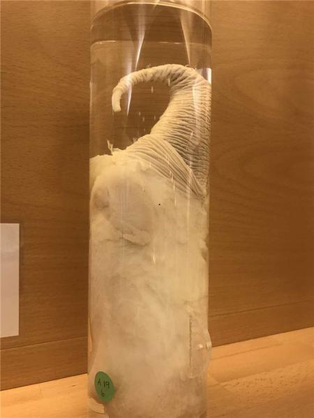 这个博物馆有点“污”,里面都是动物的丁丁