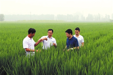7月23日，河北硅谷农科院团队查看水稻长势。