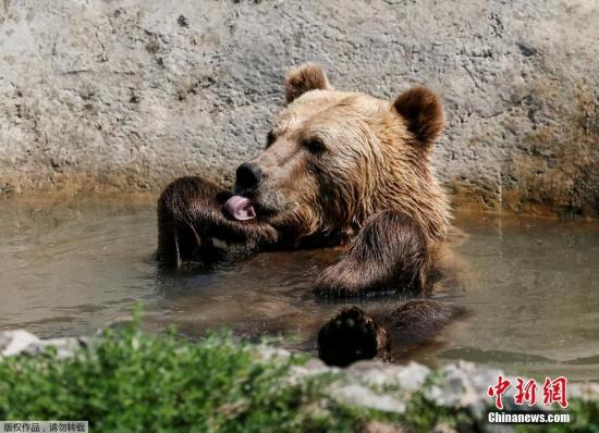 饥饿难耐野熊闯村落!俄远东地区已射杀83头|林