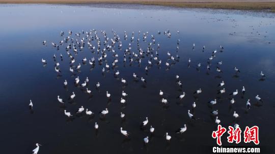 600多只东方白鹳在莫莫格湿地停留觅食　李军俊　摄