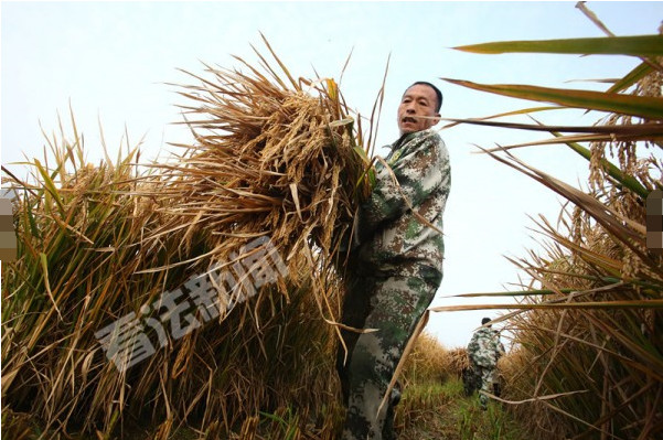 袁隆平培育的世界纪录超级稻收割了,晾干后将