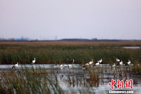 生态环境的改变让越来越多的东方白鹳重返莫莫格湿地 李军俊 摄