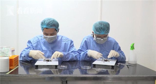 视频|广州:中科院团队利用疟原虫治疗晚期癌症