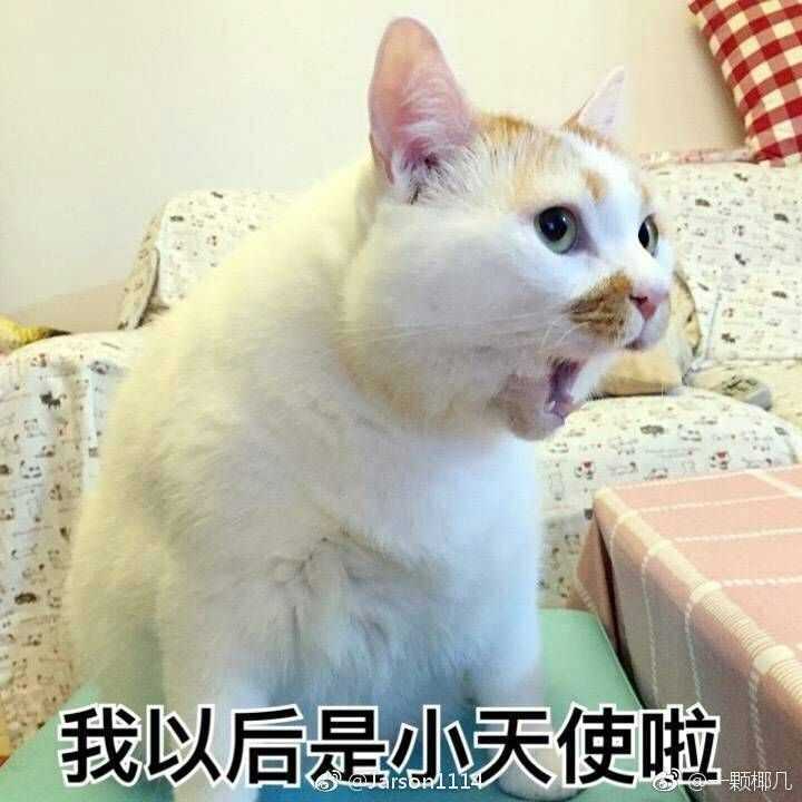 你连名字里猫的表情都不知道,还敢说爱猫?包表怕好怕情图片
