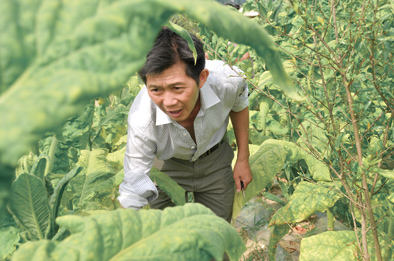 ▲余启良在烤烟种植基地劳作。新华每日电讯记者田朝晖摄