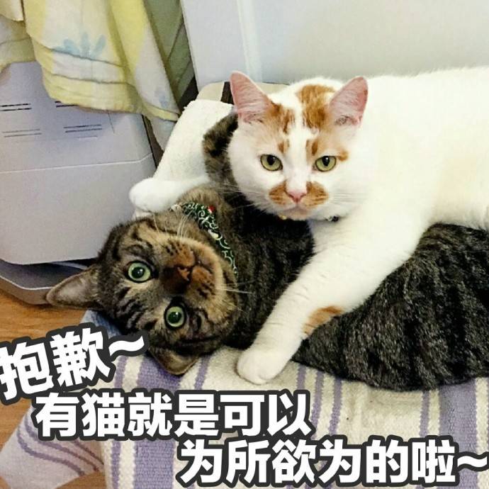 壁纸 动物 狗 狗狗 猫 猫咪 小猫 桌面 690_690