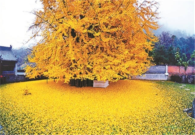 西安千年古银杏树成 网红 参观需要提前预约|古