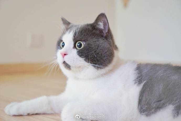 你连大全里猫的名字都不知道,还敢说爱猫?gif图片皮卡丘动态表情图片