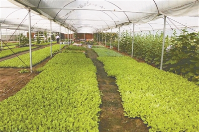 乘上发展航班 起飞富民业态|涟水|陈师镇|中医药