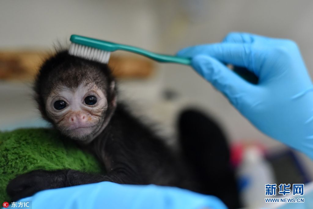 哥伦比亚蛛猴宝宝看医生 一脸乖巧萌翻了|哥伦