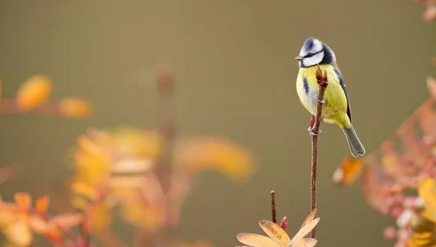 【夜读】霜降:秋风萧瑟天气凉 草木摇落露为霜