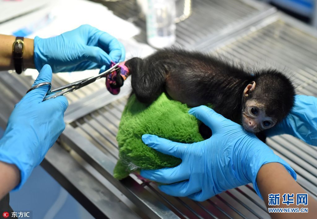 哥伦比亚蛛猴宝宝看医生 一脸乖巧萌翻了|哥伦