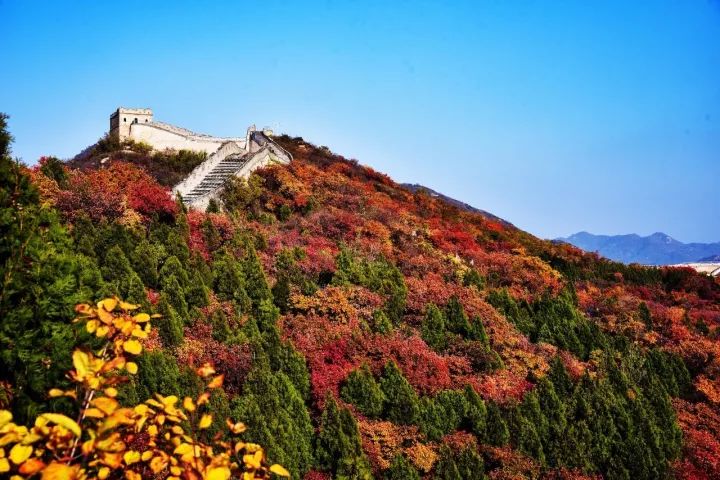 △19日，北京八达岭国家森林公园红叶岭，受近日天气降温的影响，已经进入最佳红叶观赏期。（图自视觉中国）