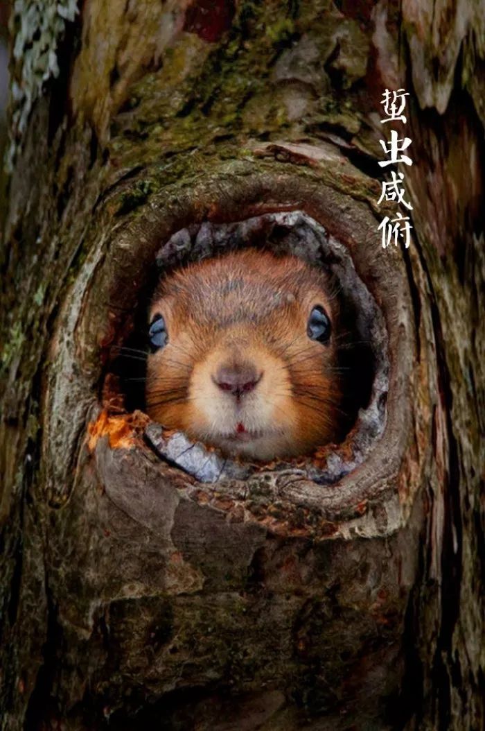 霜降之后已是冬,让我们用最诗意的方式和秋天