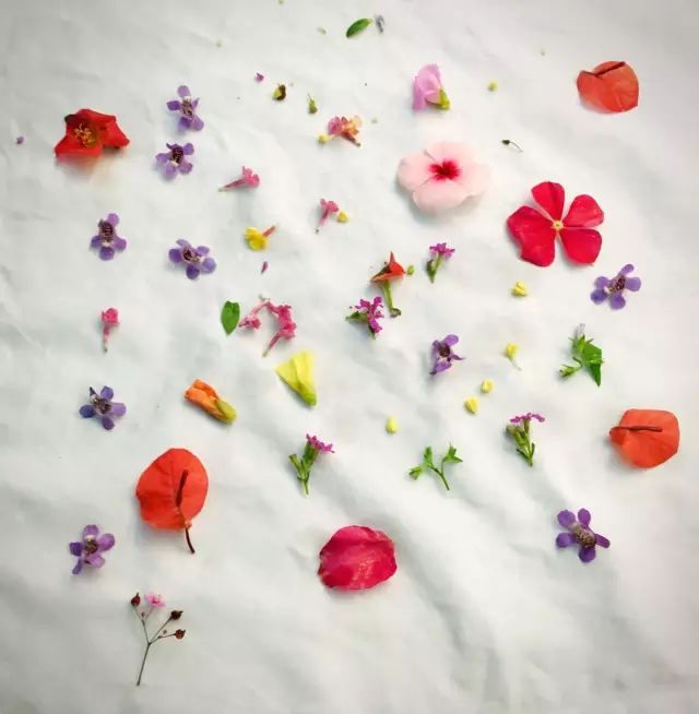 植物拓染|留一些花草本真,我们一起探寻自然的秘密