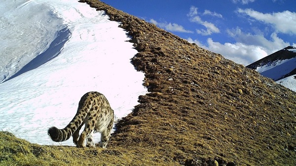 作为被边缘化的雪豹大国,我们应该怎么做?|雪豹