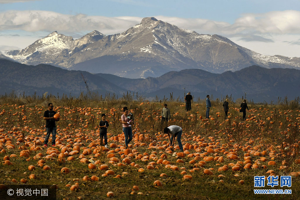 英国民众亲手采摘南瓜迎万圣节 南瓜农场走俏
