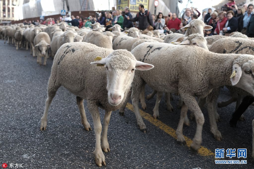 西班牙第24届游牧节 数百只绵羊逛街水泄不