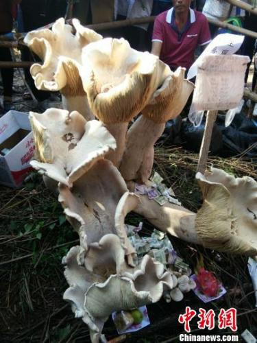 图为姚茂科前往参观时看到的“野生蘑菇王” 姚茂科 摄