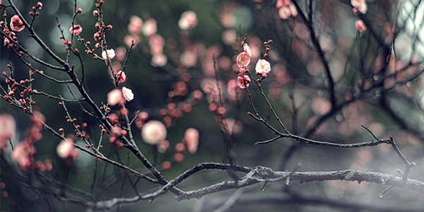 不要人夸颜色好,只留清气满乾坤|梅花|王冕|乾坤