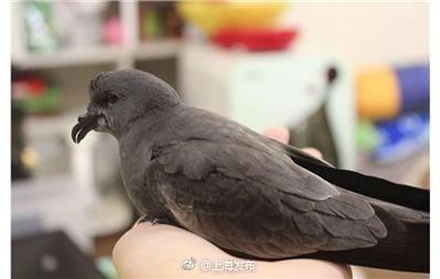 这种鸟时隔95年再现上海 可能是被台风吹进来的