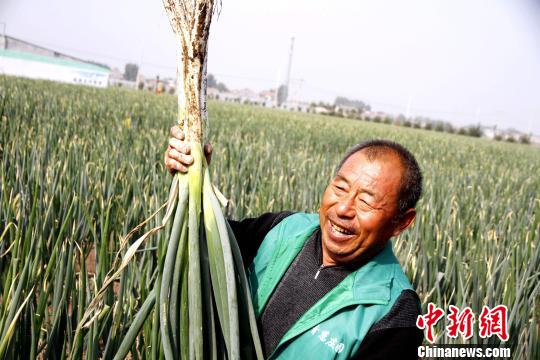 图为章丘大葱的种植现场。　沙见龙 摄